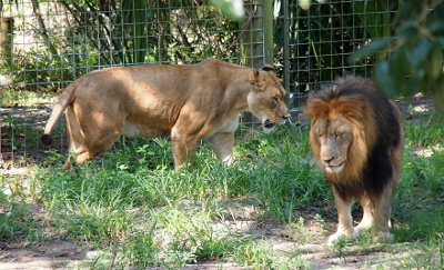 [A male lion, with a mane which is dark brown around its outer edges, faces the camera, but is looking down. A female lion walks from left to right across the grass in the background of the image.]